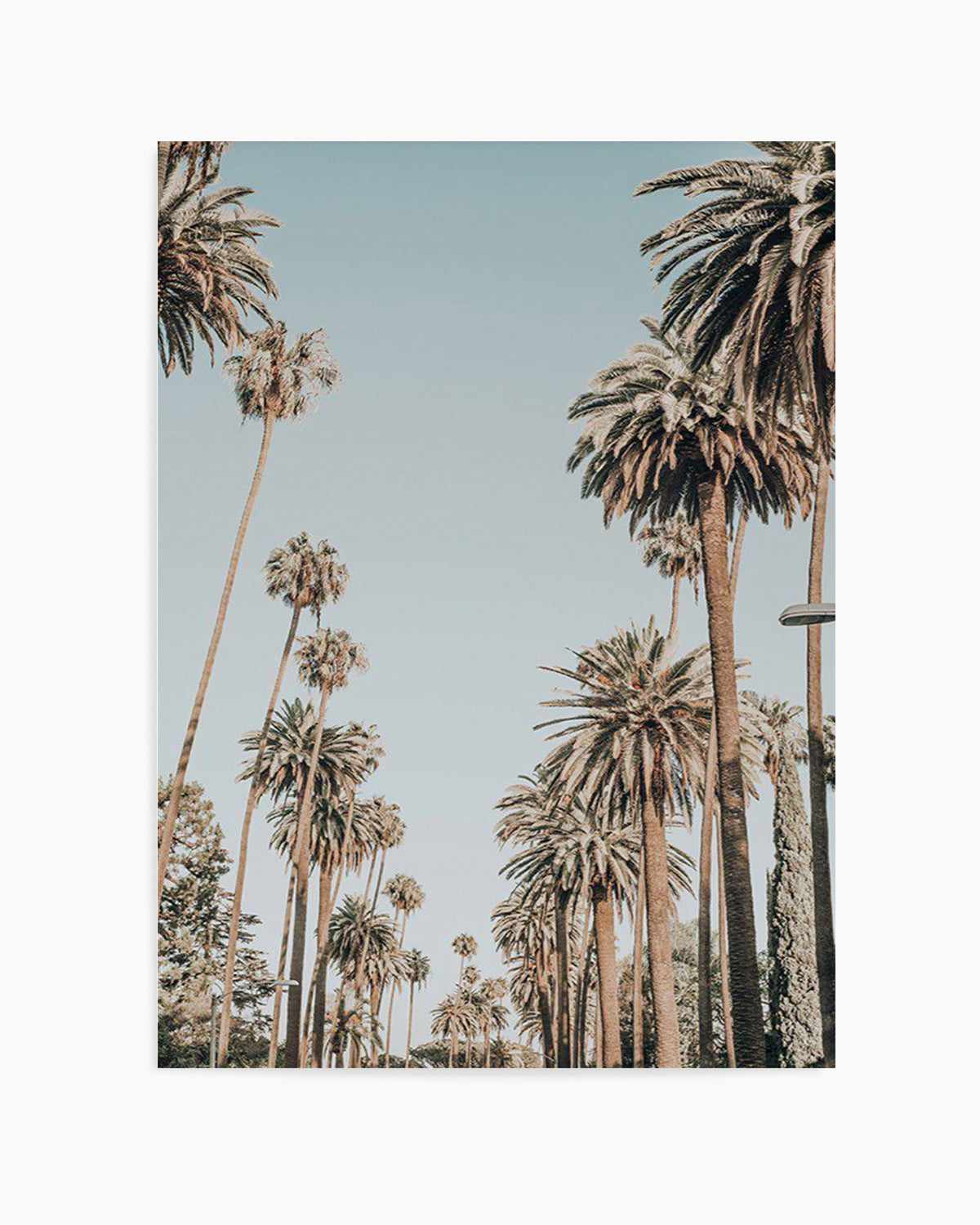 Santa Monica Palms | PT Art Print