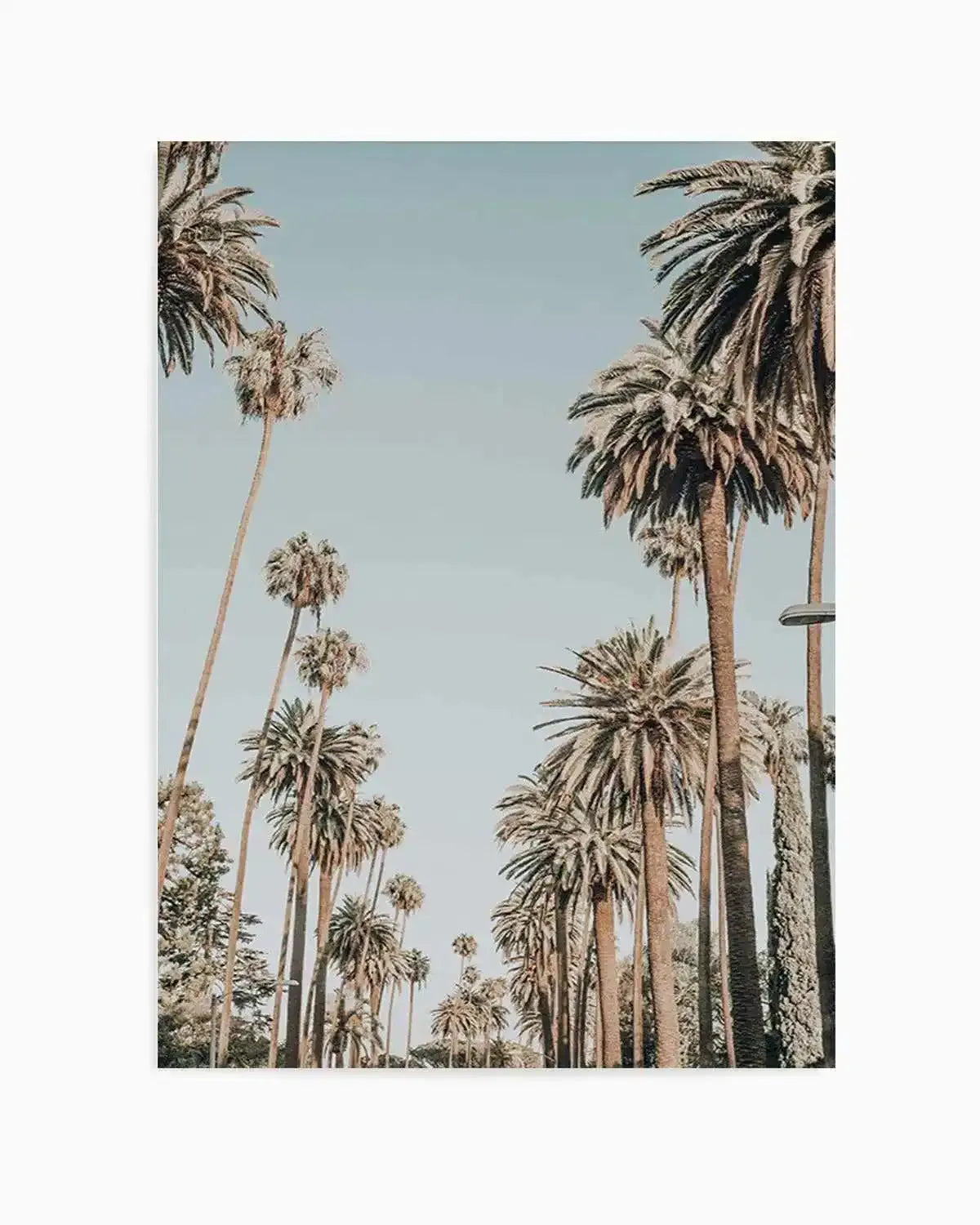 Santa Monica Palms | PT Art Print from Olive et Oriel where you can shop wallpaper and artworks online