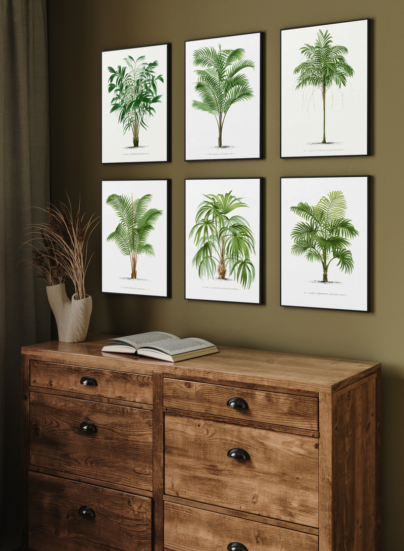 Areca Monostachya Vintage Palm Poster | Framed Canvas Art Print