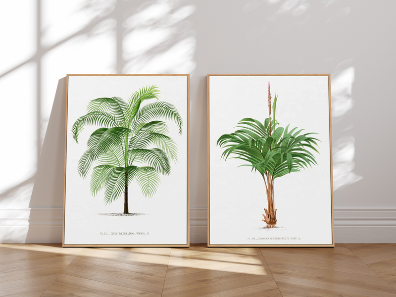 Geonoma Verschaffelti Vintage Palm Poster | Framed Canvas Art Print