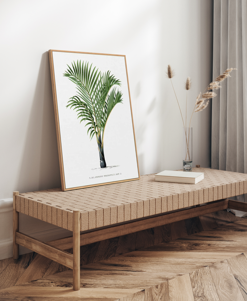 Hyophorbe Verschaffelti Vintage Palm Poster | Framed Canvas Art Print from Olive et Oriel where you can shop wallpaper and artworks online