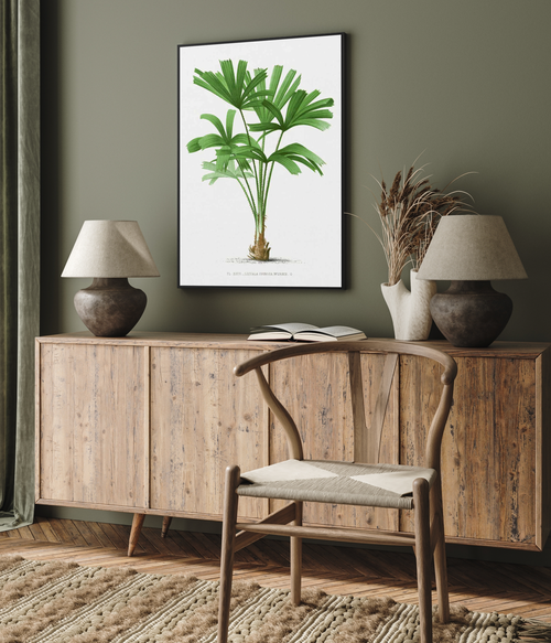 Licuala Spinosa Vintage Palm Poster | Framed Canvas Art Print