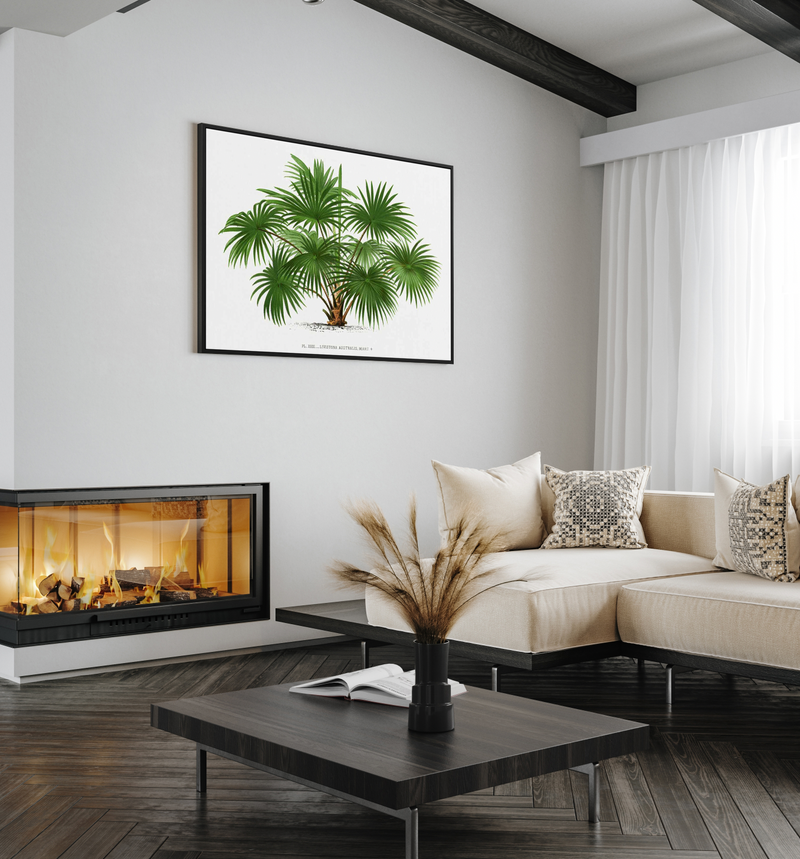 Livistona Australis Vintage Palm Poster | Framed Canvas Art Print from Olive et Oriel where you can shop wallpaper and artworks online