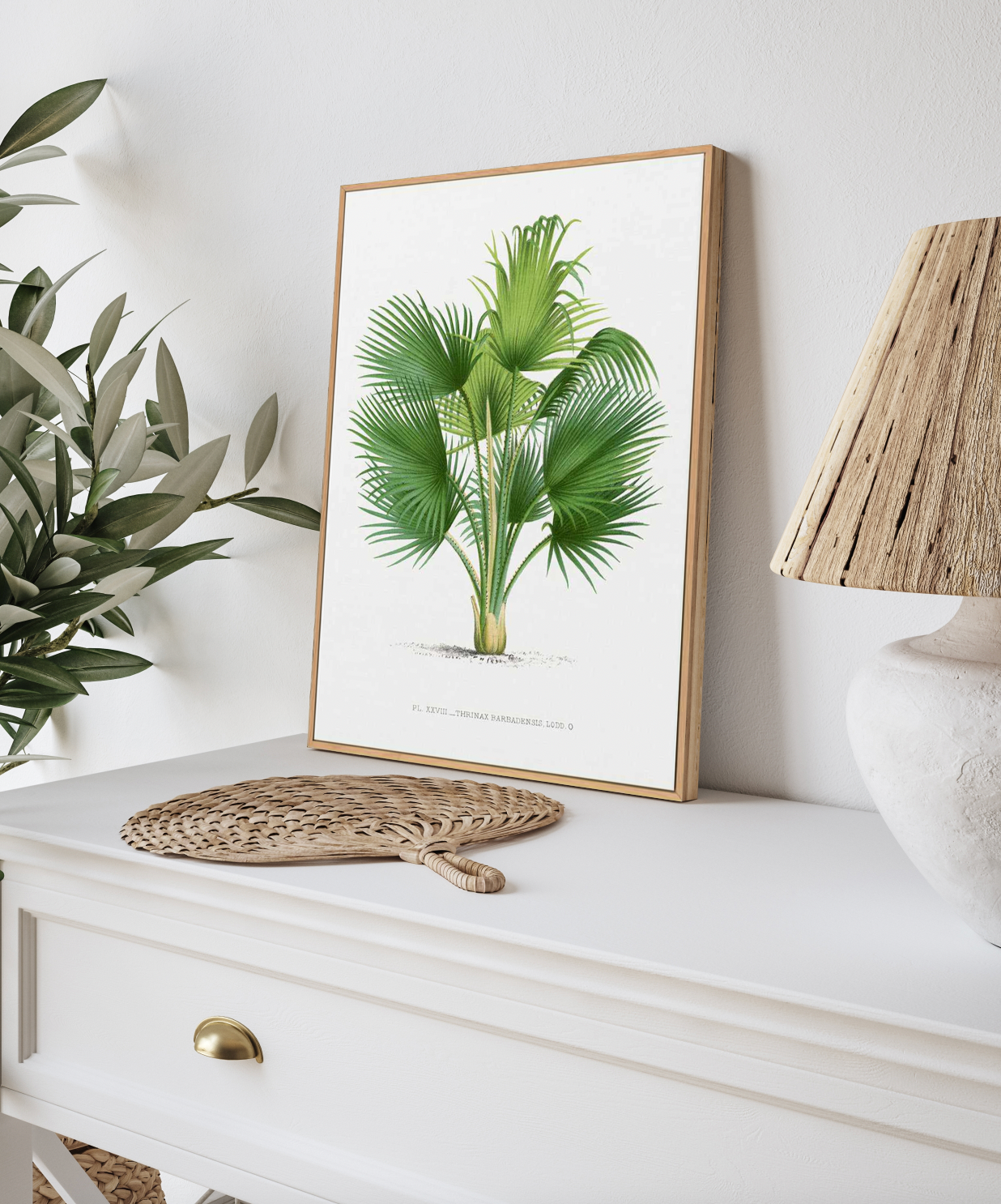 Thrinax Barbadensis Vintage Palm Poster | Framed Canvas Art Print