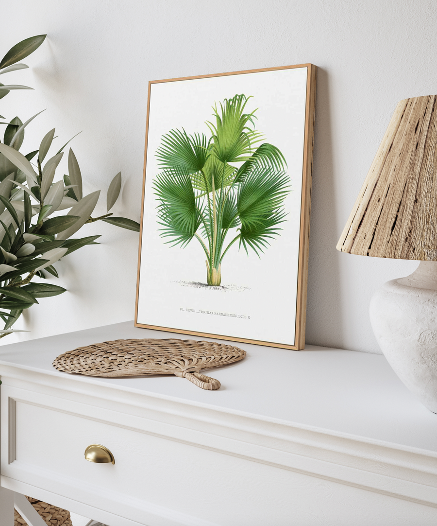 Thrinax Barbadensis Vintage Palm Poster | Framed Canvas Art Print from Olive et Oriel where you can shop wallpaper and artworks online
