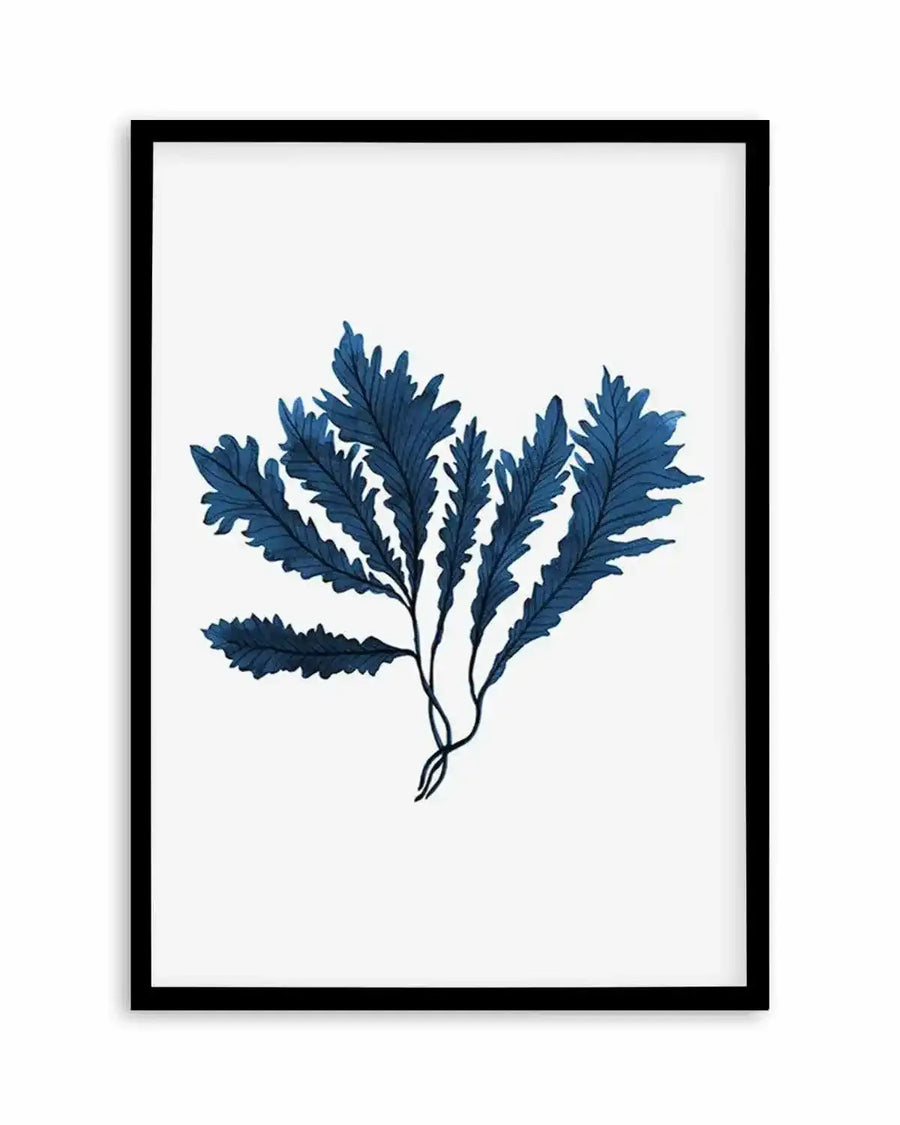 Watercolour art print featuring a cluster of dark blue sea kelp with serrated edges and visible vein details, on a white background, displayed in a black frame with white border.