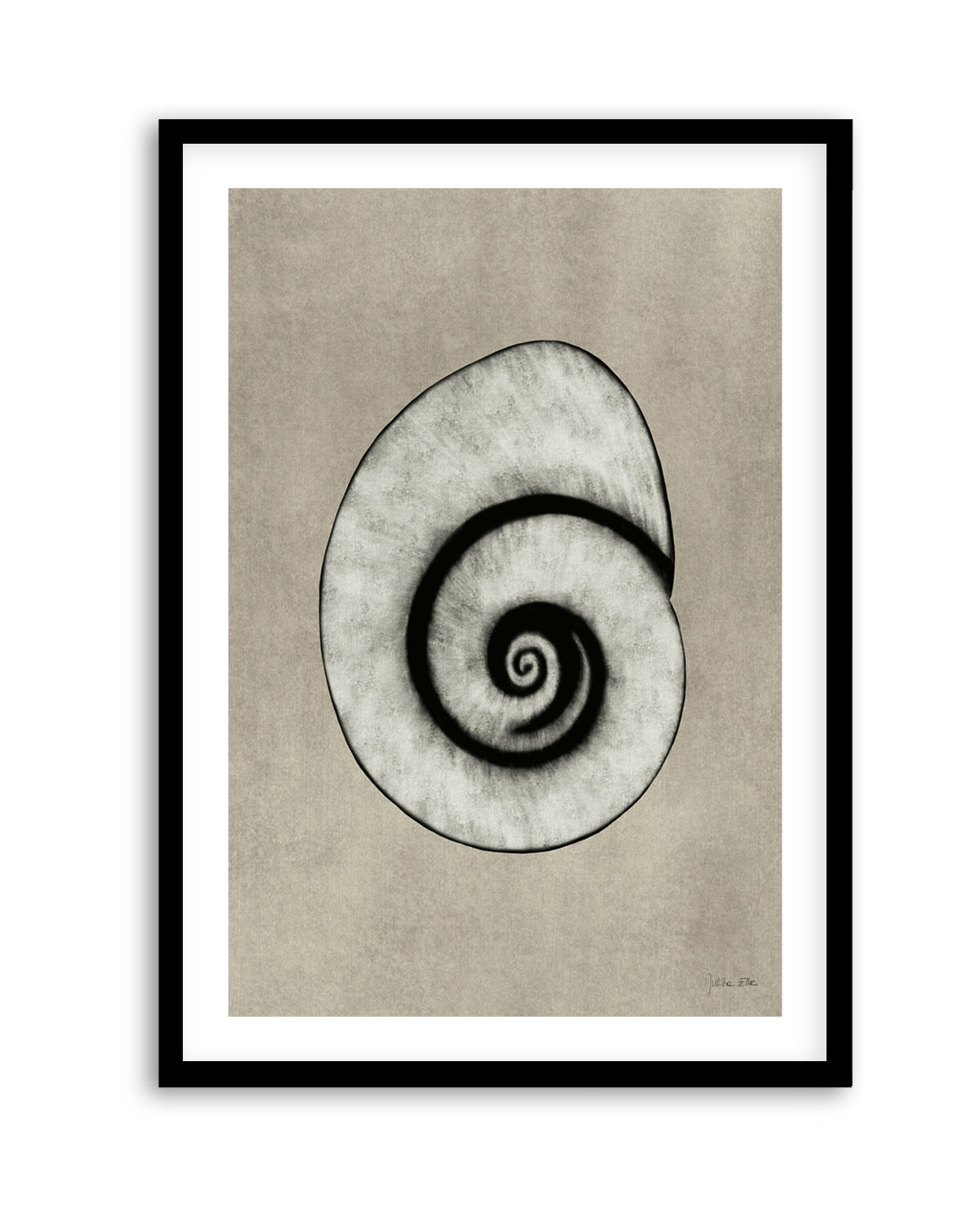 Sea Shells 01 by Julita Elbe | Art Print