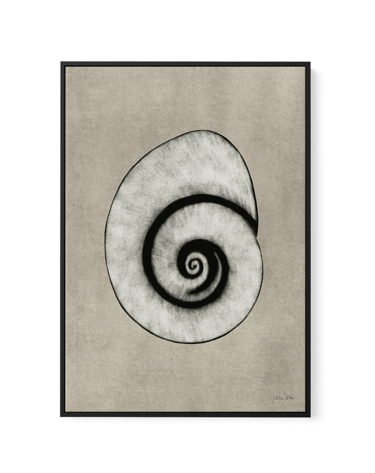 Sea Shells 01 by Julita Elbe | Framed Canvas Art Print