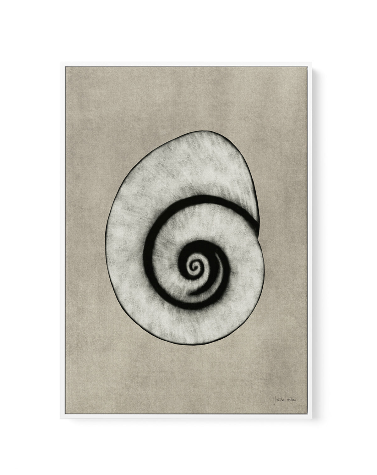 Sea Shells 01 by Julita Elbe | Framed Canvas Art Print