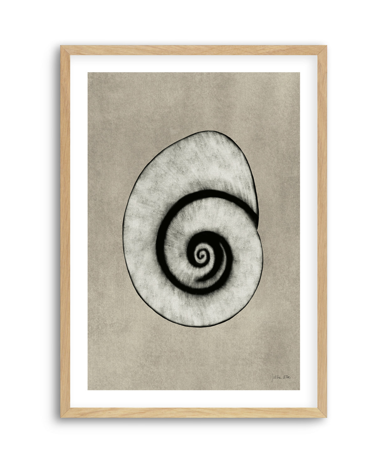 Sea Shells 01 by Julita Elbe | Art Print