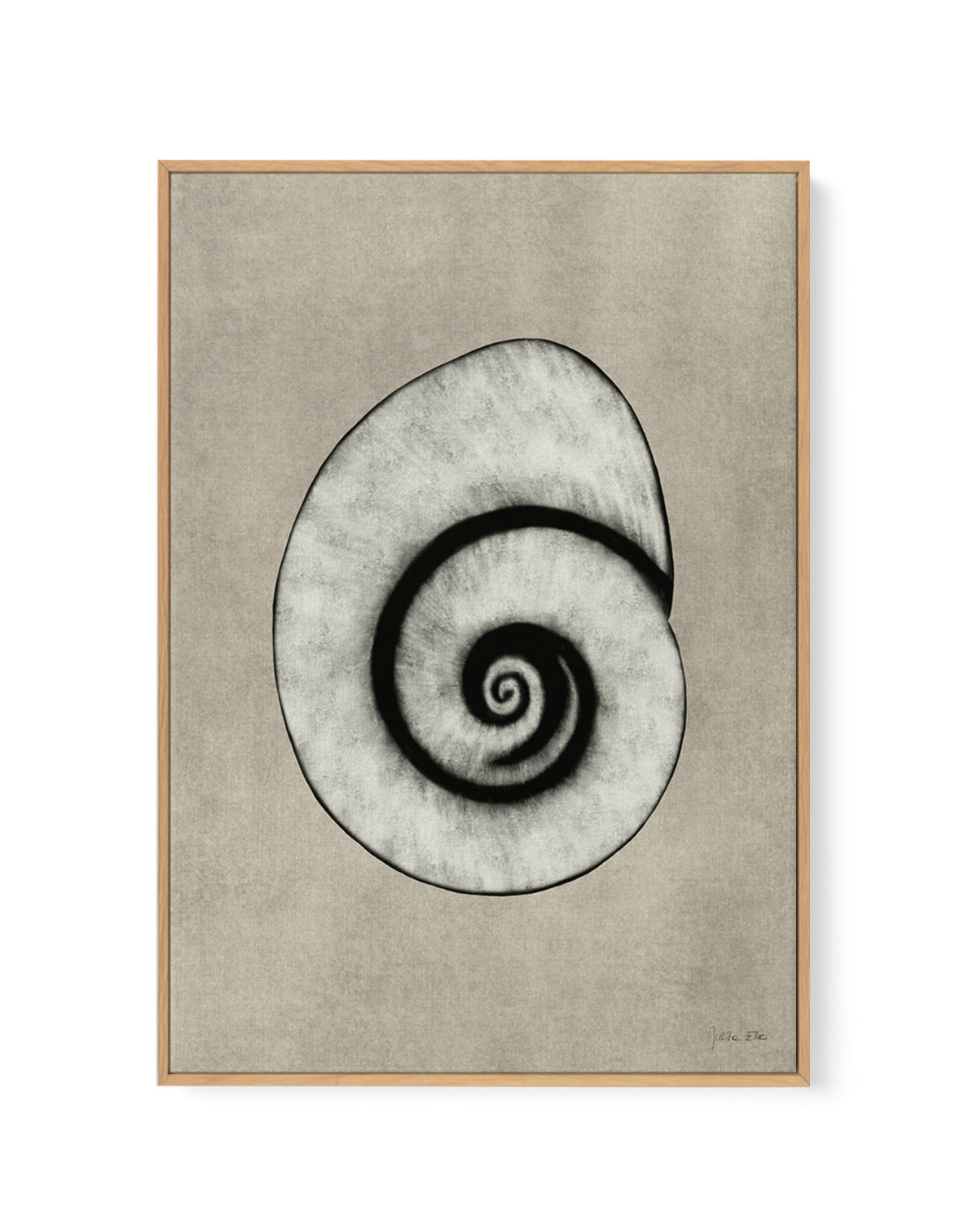 Sea Shells 01 by Julita Elbe | Framed Canvas Art Print