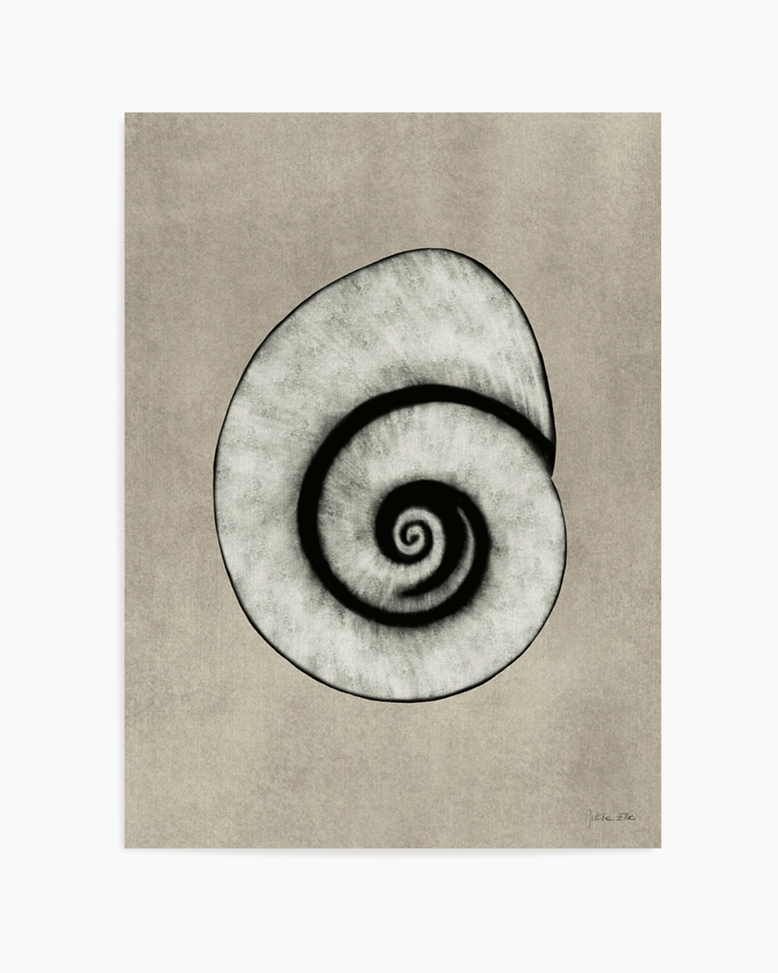 Sea Shells 01 by Julita Elbe | Art Print