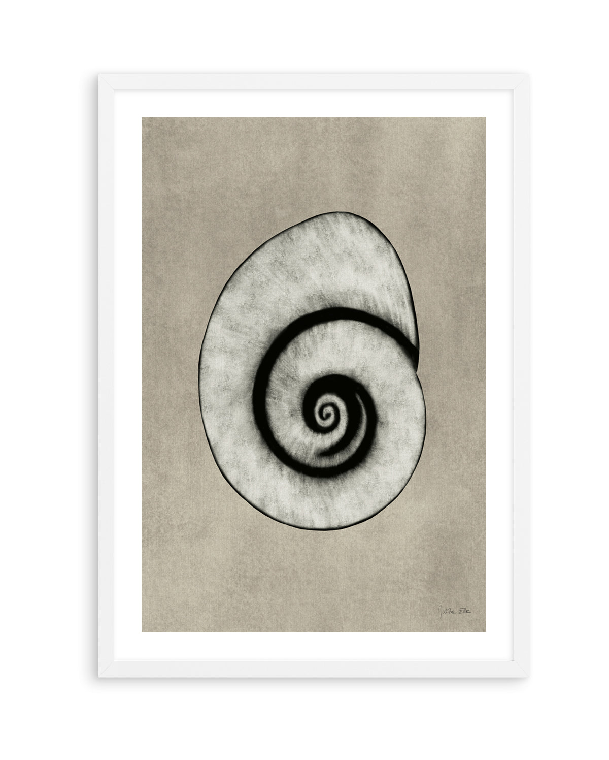 Sea Shells 01 by Julita Elbe | Art Print