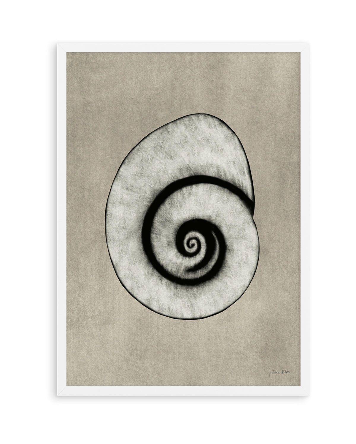 Sea Shells 01 by Julita Elbe | Art Print