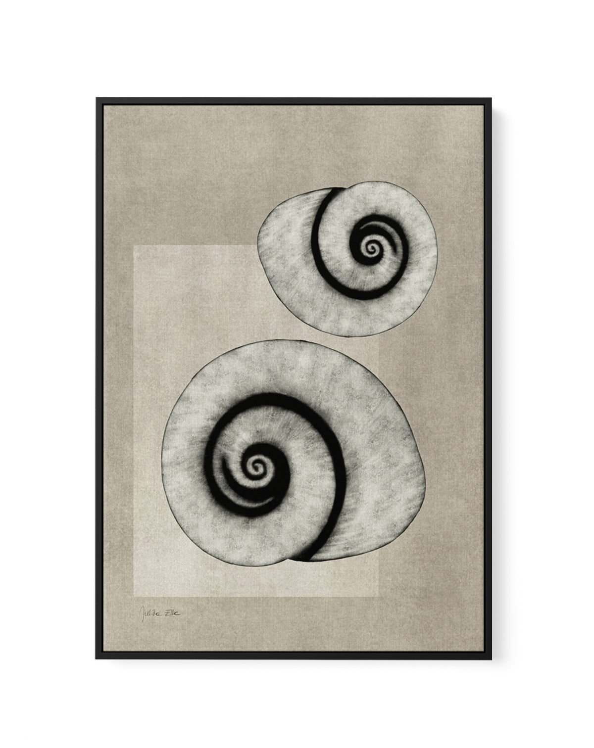 Sea Shells 02 by Julita Elbe | Framed Canvas Art Print
