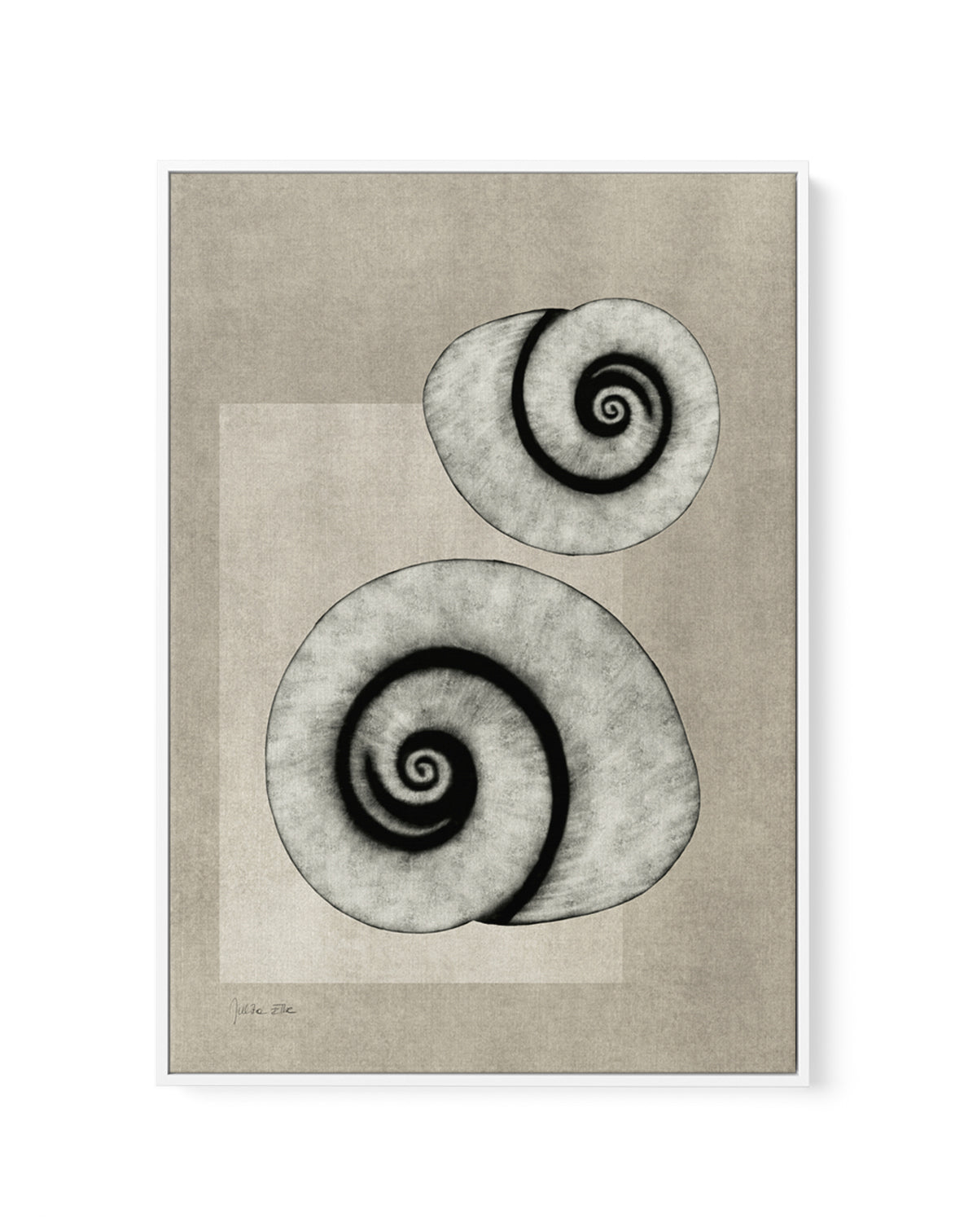 Sea Shells 02 by Julita Elbe | Framed Canvas Art Print