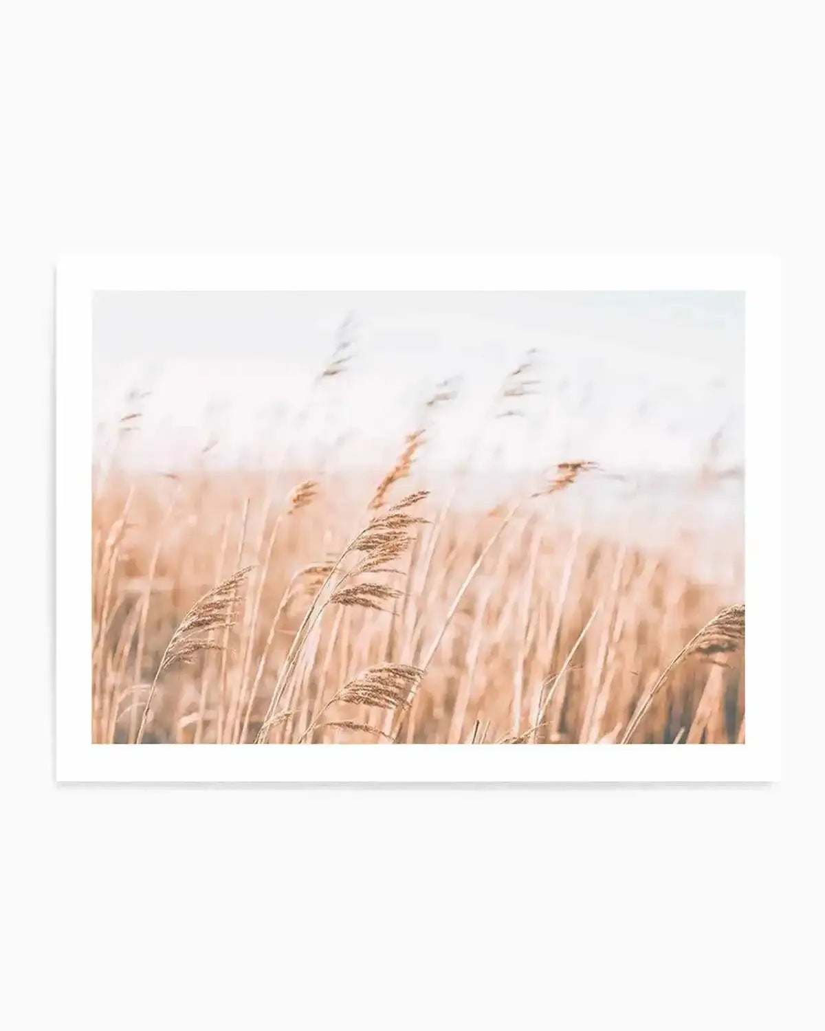 Seagrass In The Wind I | LS Art Print from Olive et Oriel where you can shop wallpaper and artworks online