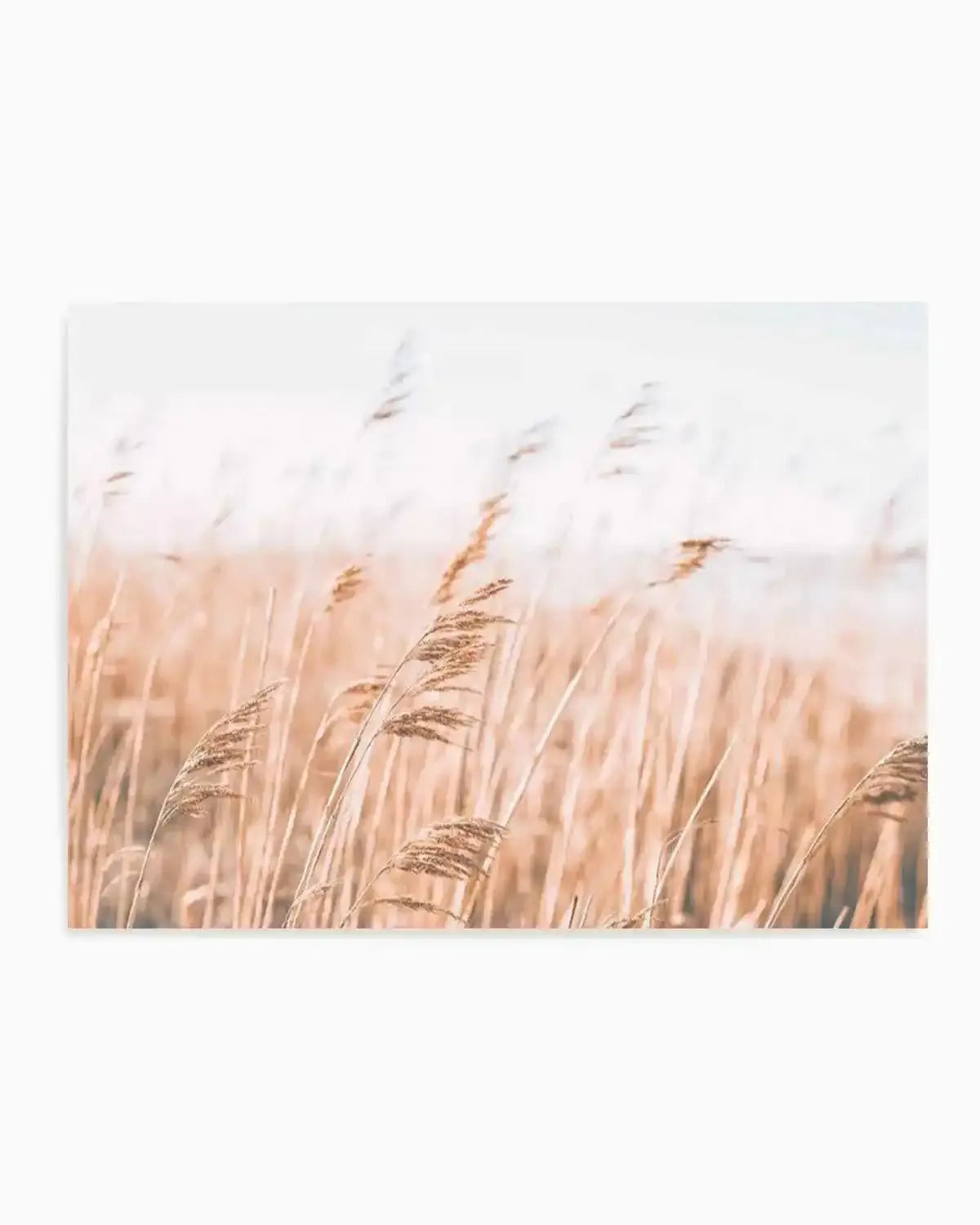Seagrass In The Wind I | LS Art Print from Olive et Oriel where you can shop wallpaper and artworks online