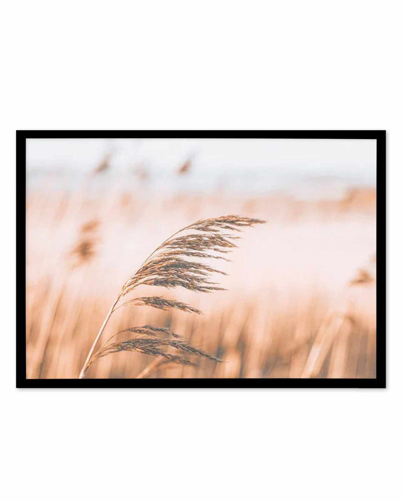 Seagrass In The Wind II | LS Art Print