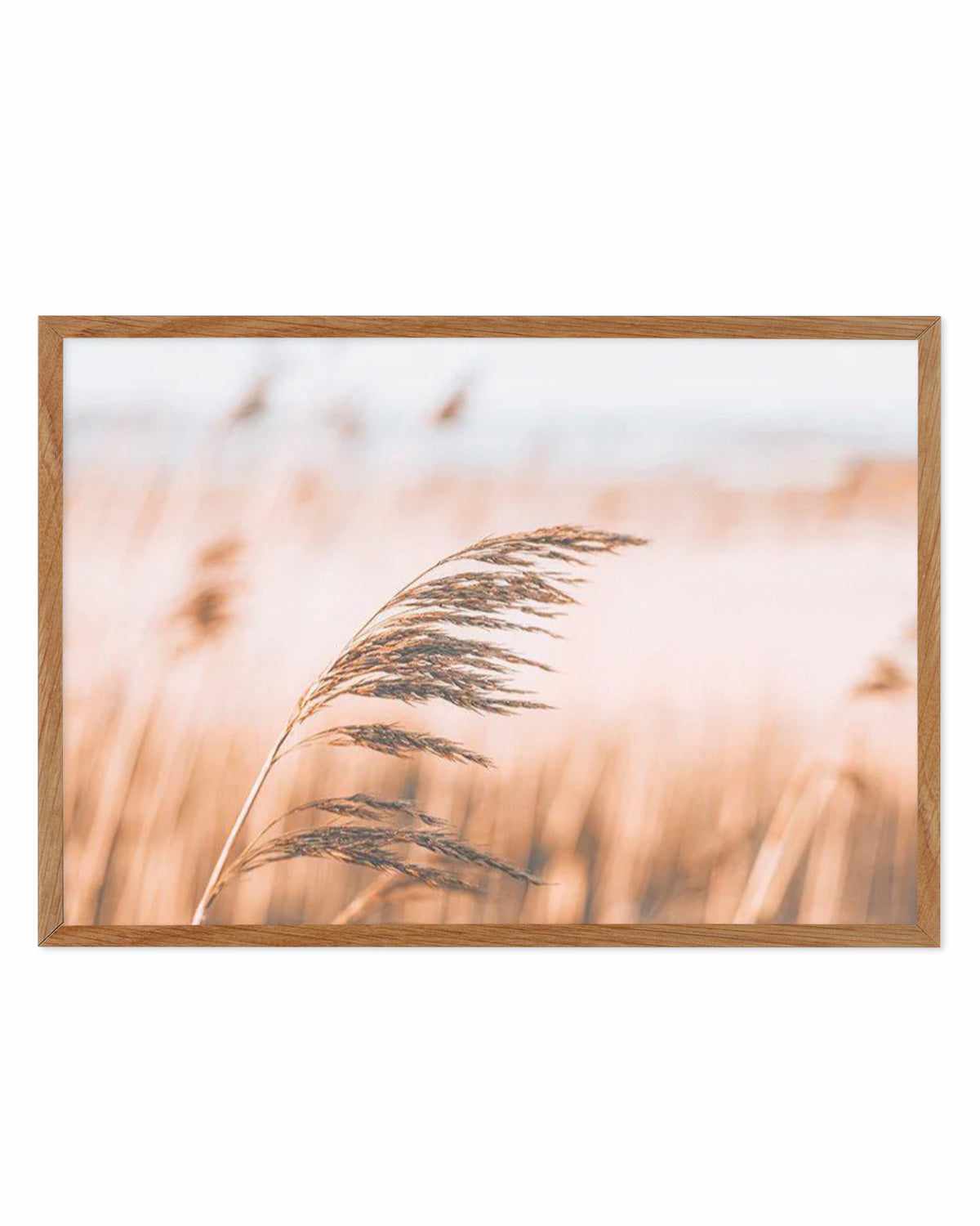 Seagrass In The Wind II | LS Art Print