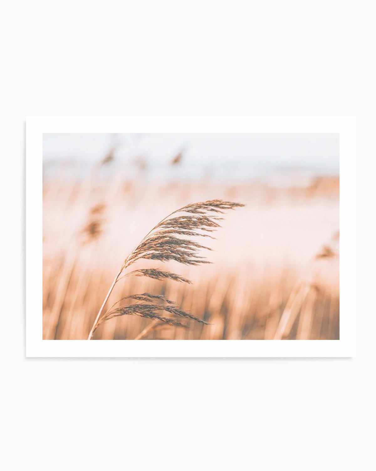 Seagrass In The Wind II | LS Art Print