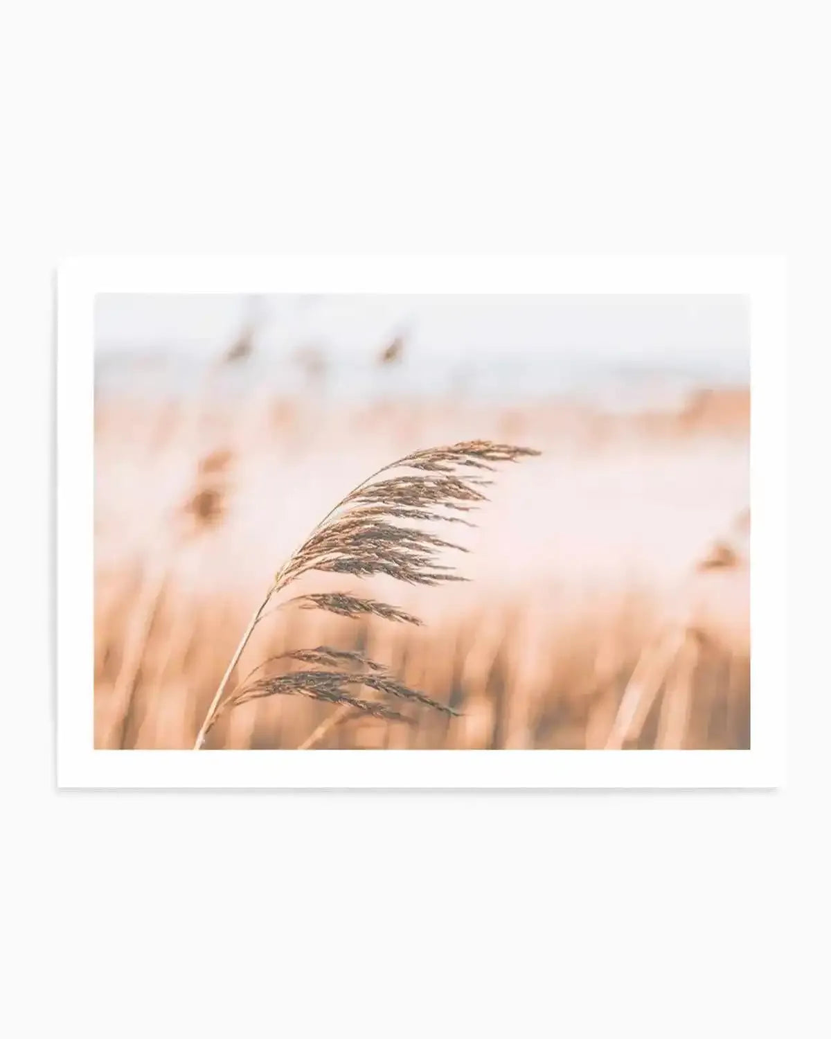 Seagrass In The Wind II | LS Art Print from Olive et Oriel where you can shop wallpaper and artworks online