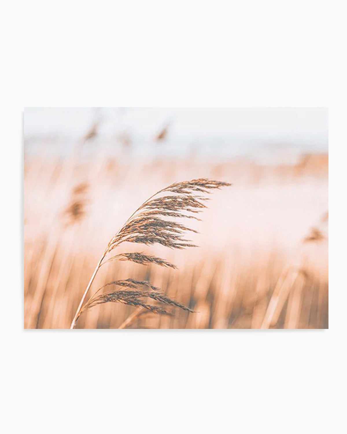 Seagrass In The Wind II | LS Art Print