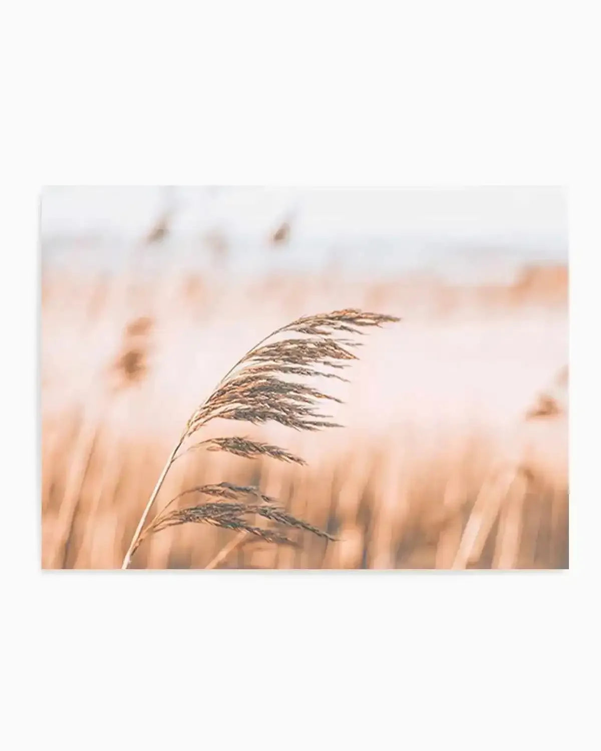 Seagrass In The Wind II | LS Art Print from Olive et Oriel where you can shop wallpaper and artworks online