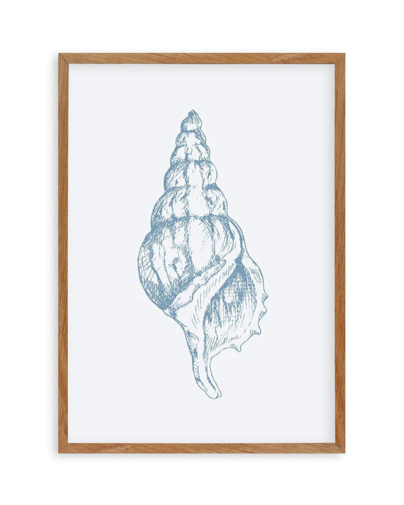 Seashell | Atlantic Triton Art Print