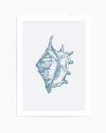 Seashell | Conch Art Print