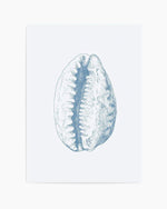 Seashell | Tiger Cowrie Art Print
