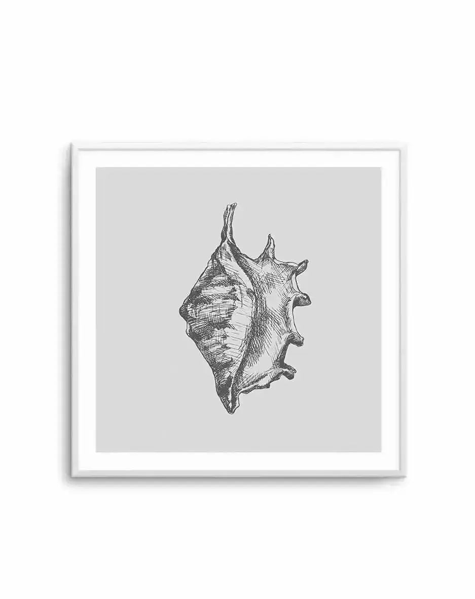 Seashell | Conch SQ Art Print-PRINT-Olive et Oriel-Olive et Oriel-Buy-Australian-Art-Prints-Online-with-Olive-et-Oriel-Your-Artwork-Specialists-Austrailia-Decorate-With-Coastal-Photo-Wall-Art-Prints-From-Our-Beach-House-Artwork-Collection-Fine-Poster-and-Framed-Artwork