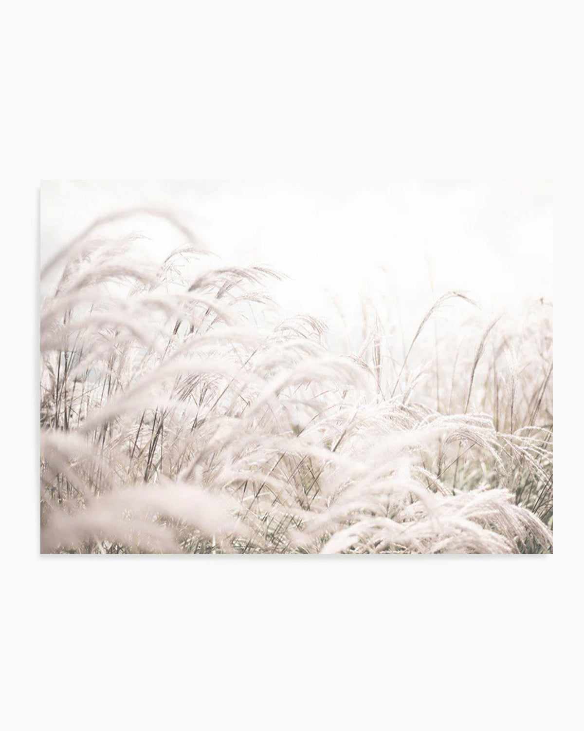 Seaside Pampas | LS Art Print