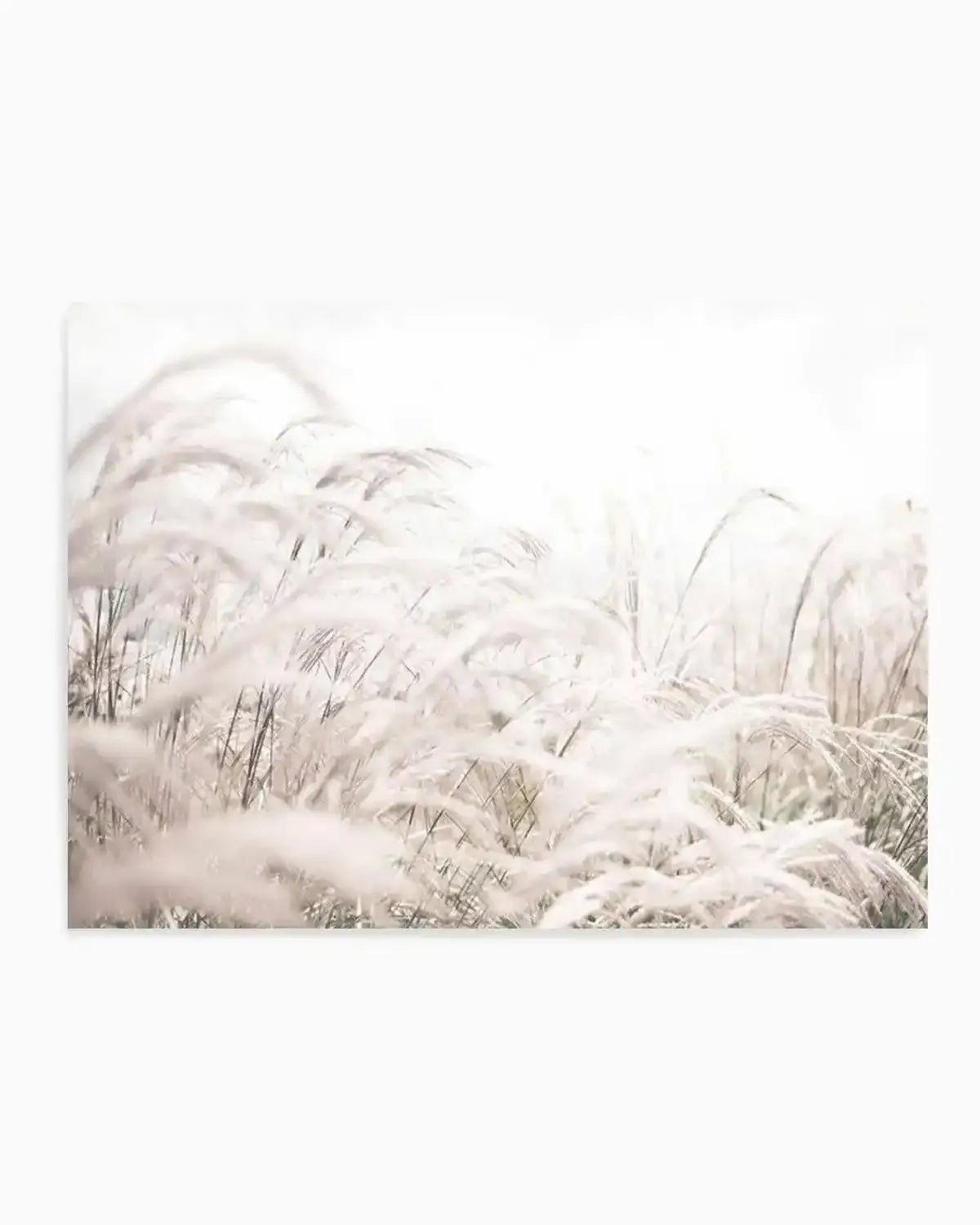 Seaside Pampas | LS Art Print from Olive et Oriel where you can shop wallpaper and artworks online