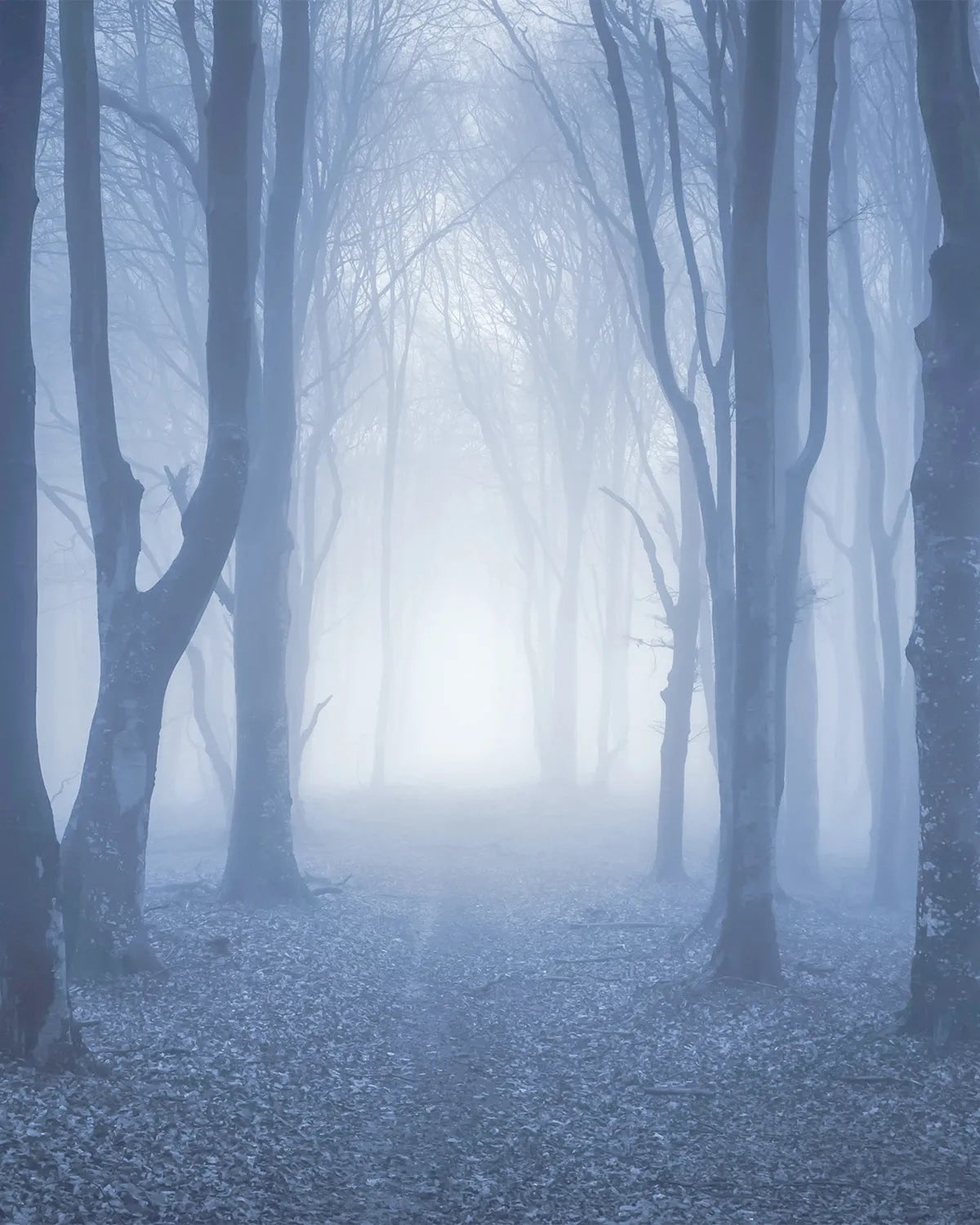 Secret Forest Photo Mural Wallpaper from Olive et Oriel where you can shop wallpaper and artworks online