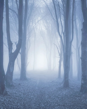 Secret Forest Photo Mural Wallpaper from Olive et Oriel where you can shop wallpaper and artworks online