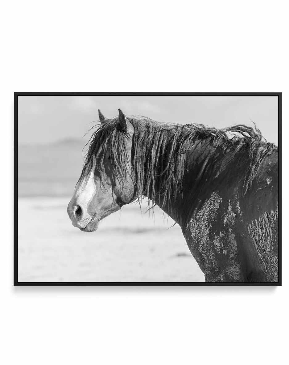 Shaggy by Rylee Olsen | Framed Canvas Art Print from Olive et Oriel where you can shop wallpaper and artworks online