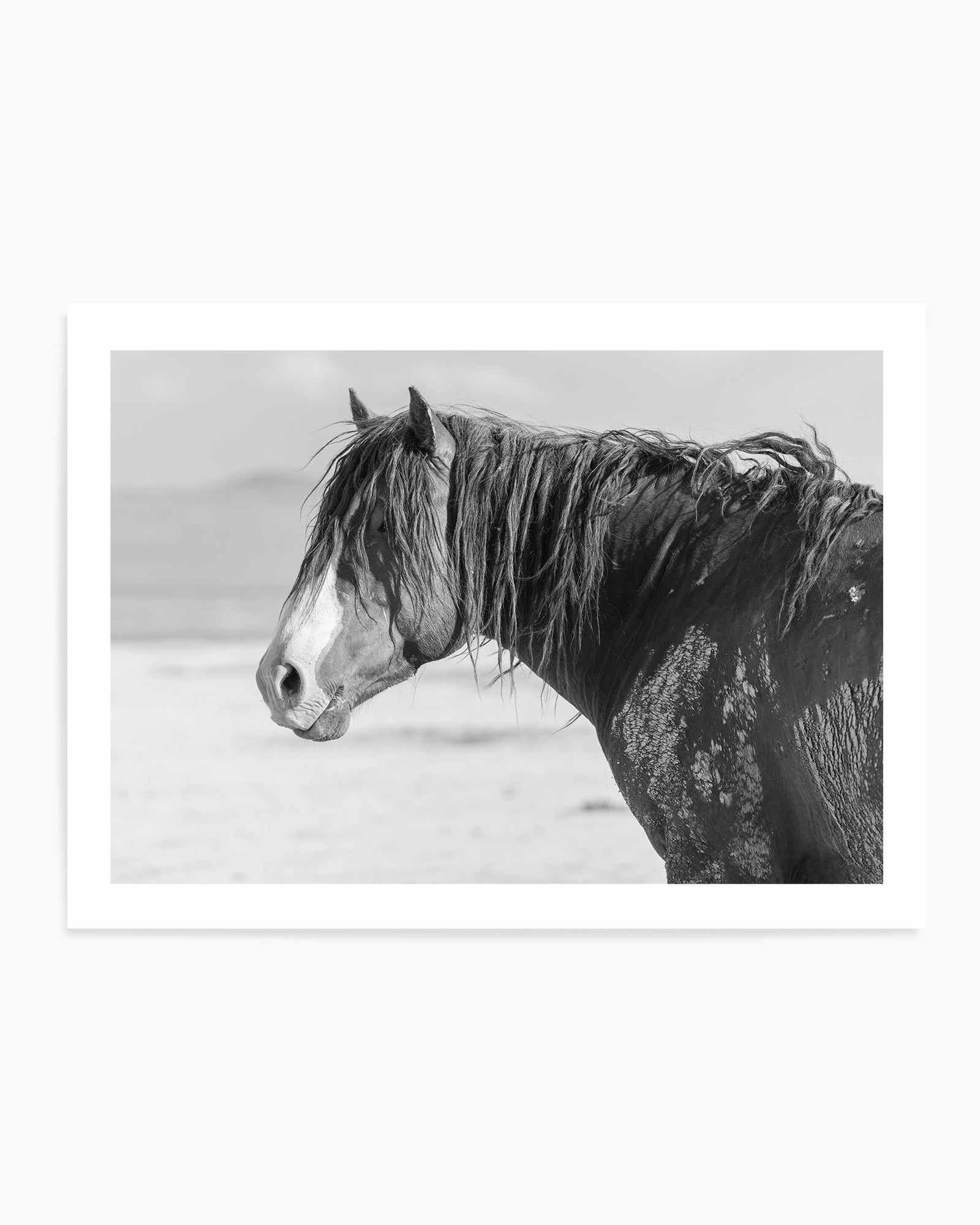 Shaggy by Rylee Olsen | Art Print from Olive et Oriel where you can shop wallpaper and artworks online