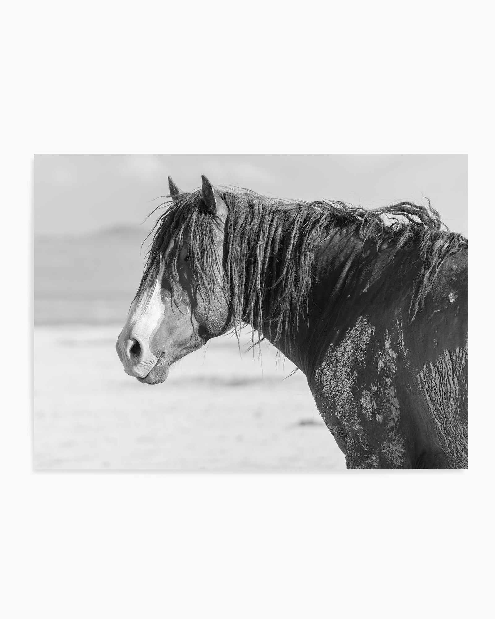 Shaggy by Rylee Olsen | Art Print from Olive et Oriel where you can shop wallpaper and artworks online