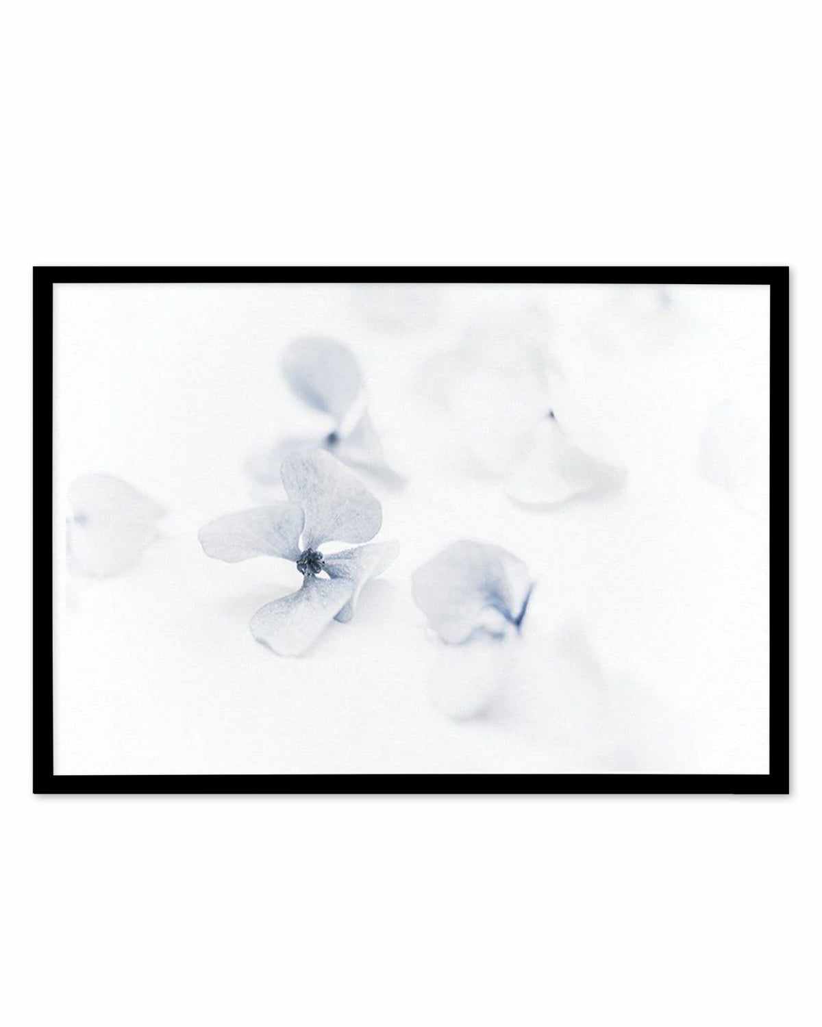 She's So Calm | Hydrangea II Art Print