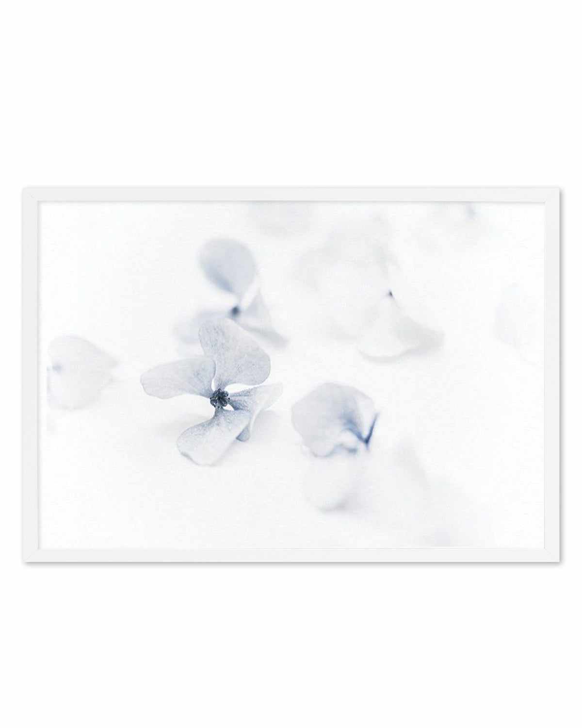 She's So Calm | Hydrangea II Art Print