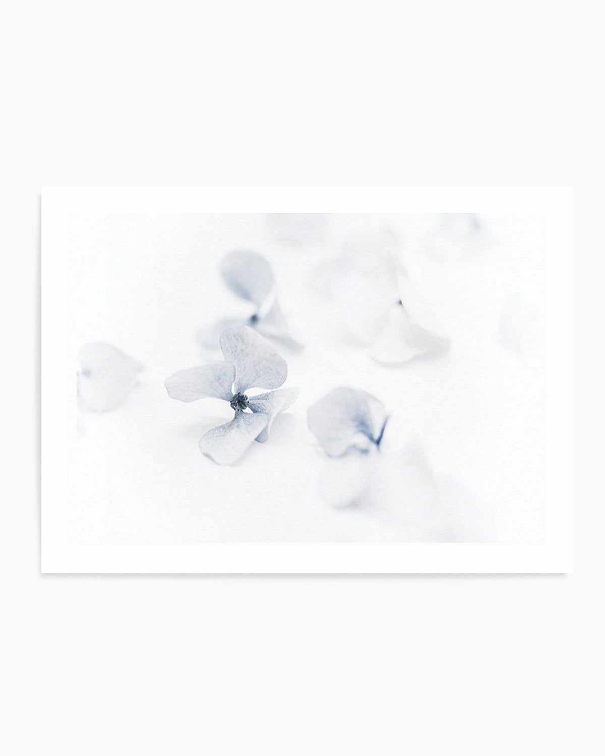 She's So Calm | Hydrangea II Art Print