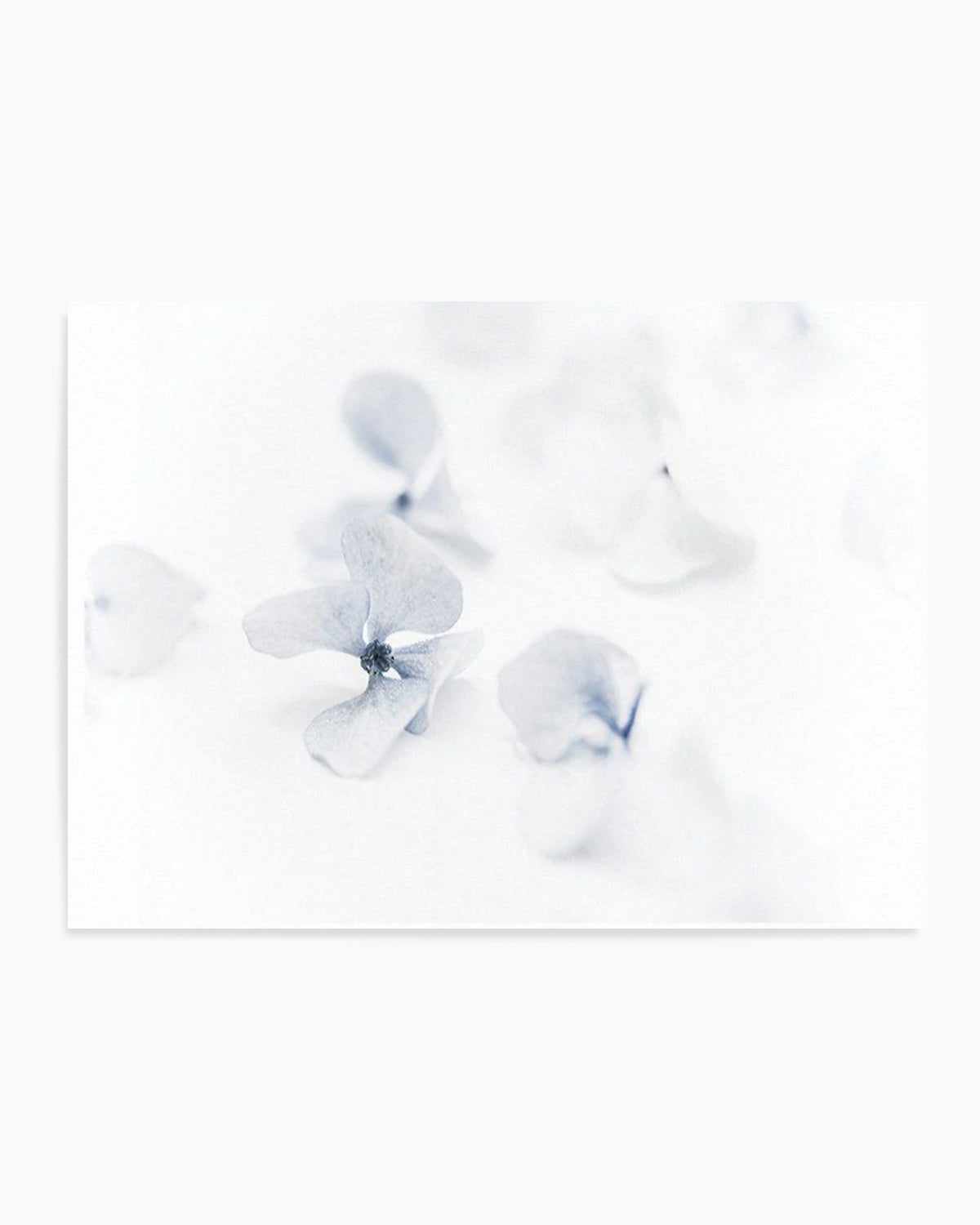 She's So Calm | Hydrangea II Art Print