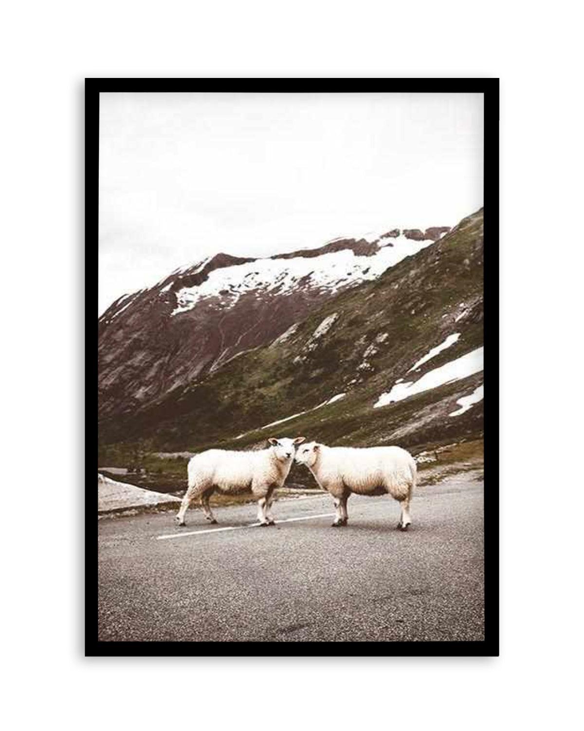 Sheep On The Road Art Print