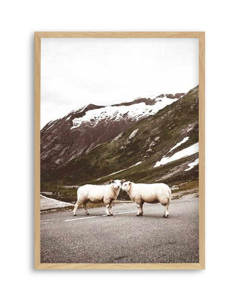 Sheep On The Road Art Print