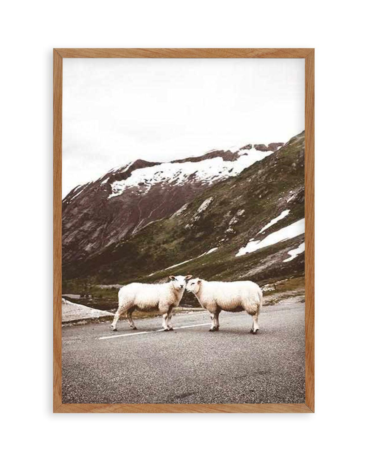 Sheep On The Road Art Print