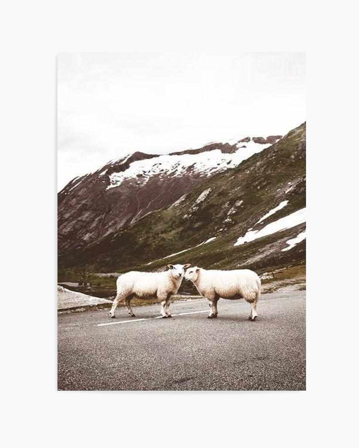 Sheep On The Road Art Print