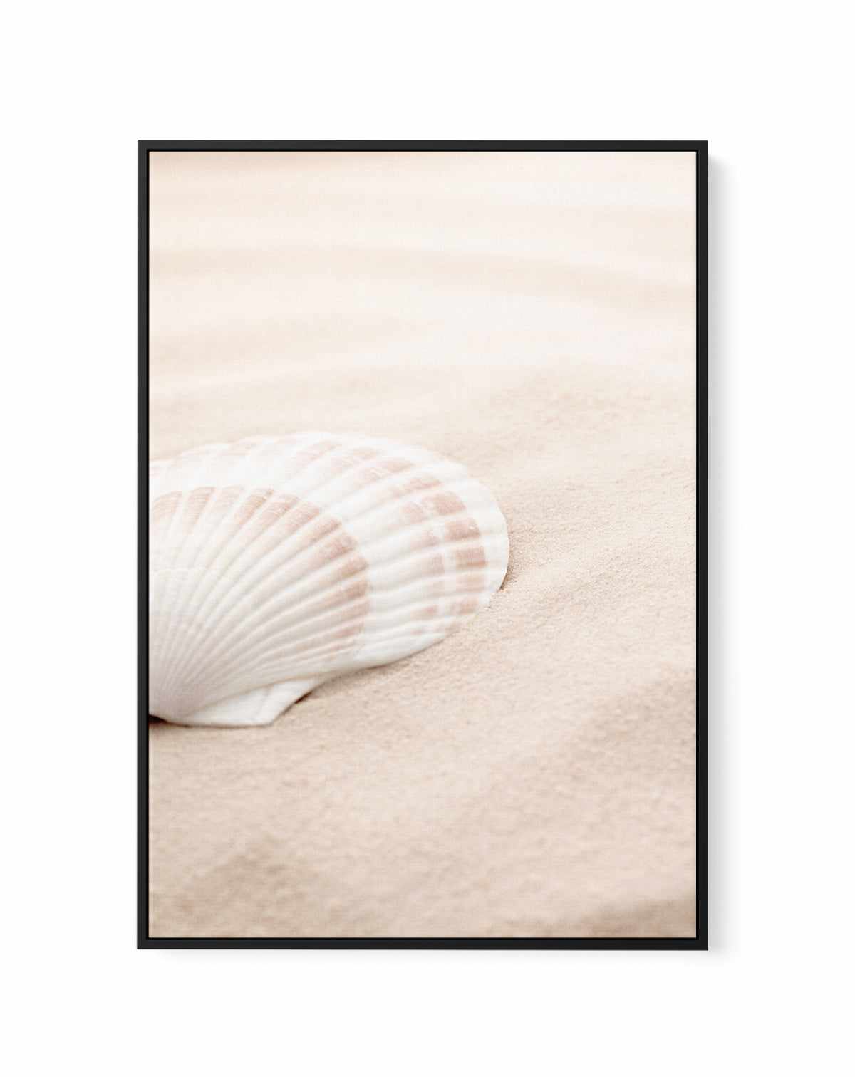 Shell 3 By Studio III | Framed Canvas Art Print