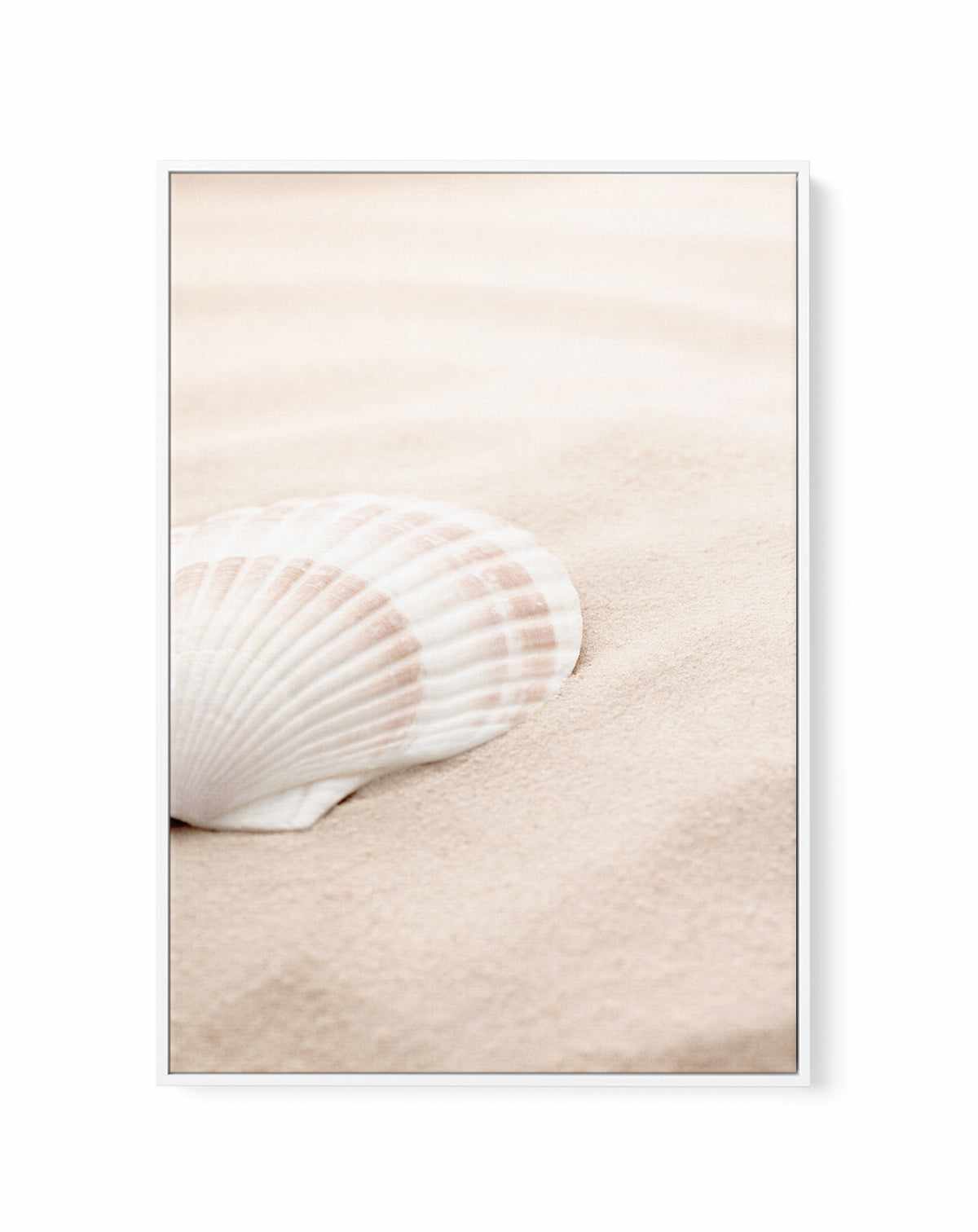 Shell 3 By Studio III | Framed Canvas Art Print