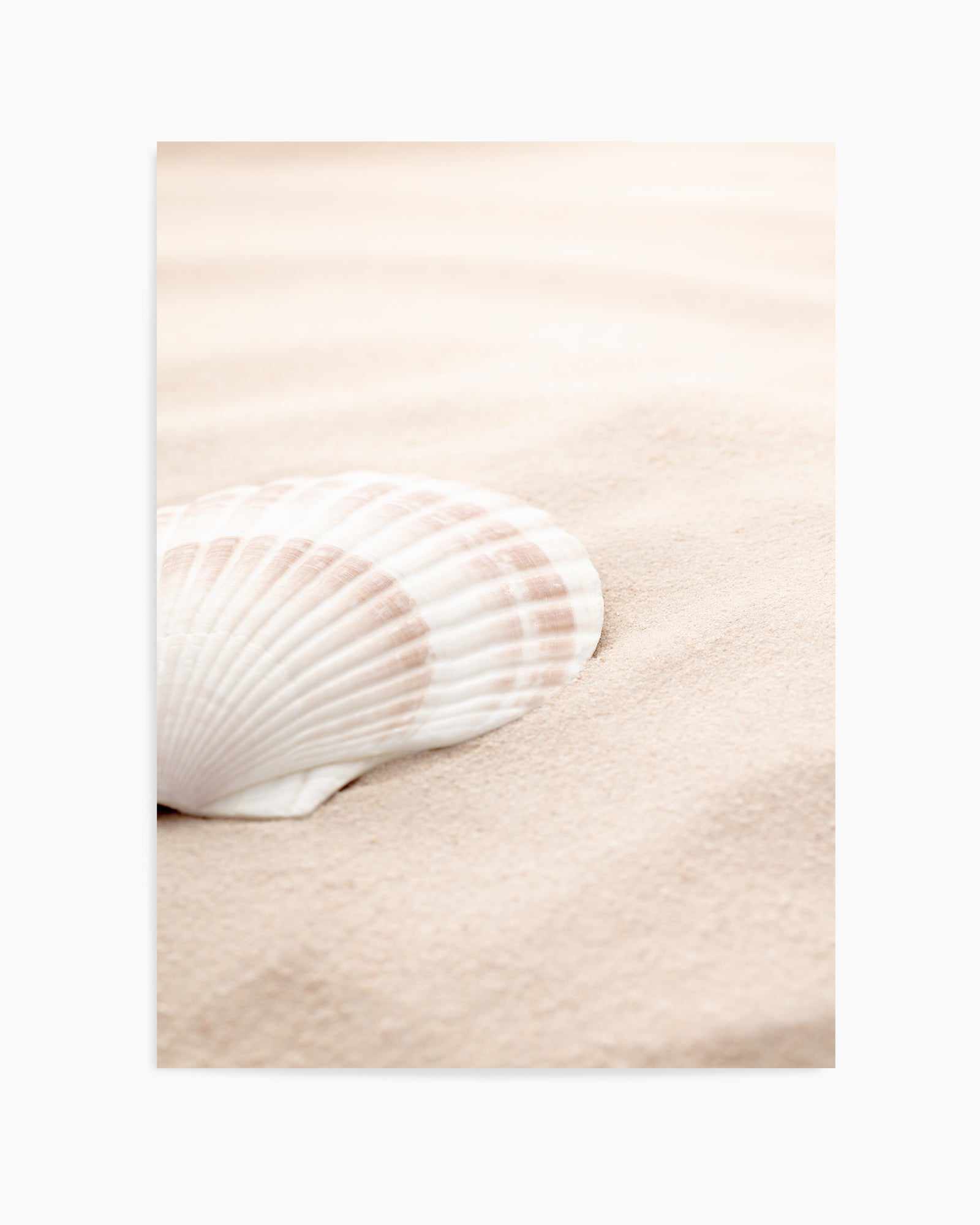 Shell 3 By Studio III | Art Print